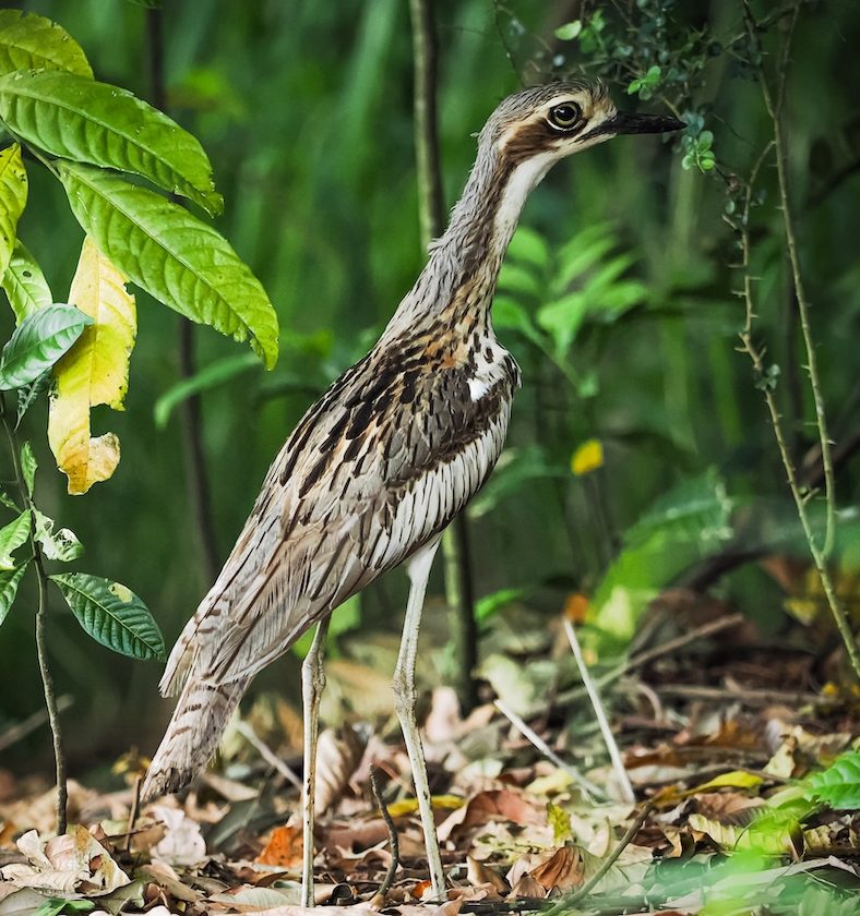 Bush stone-curlew standing in the Australian forest, surrounded by green vegetation