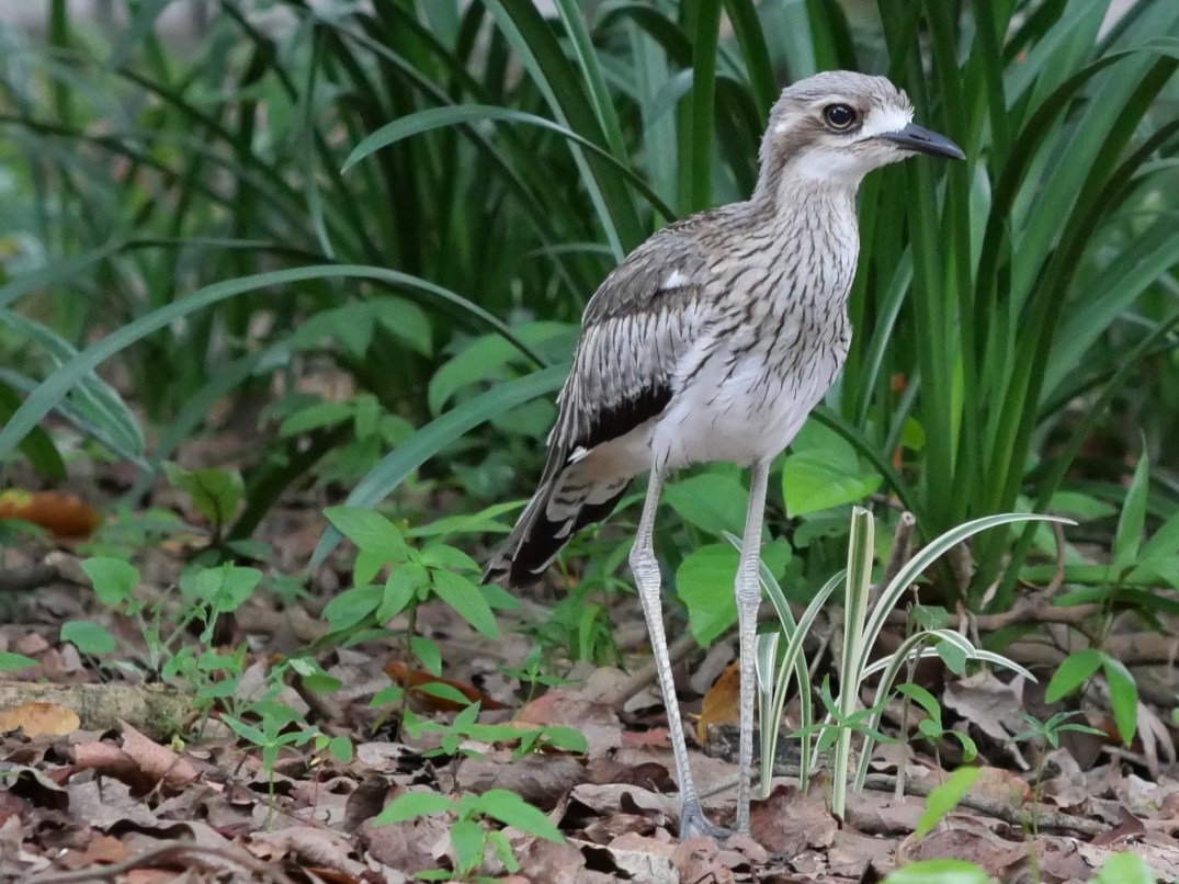 Bush stone-curlew in Cairns, Australia