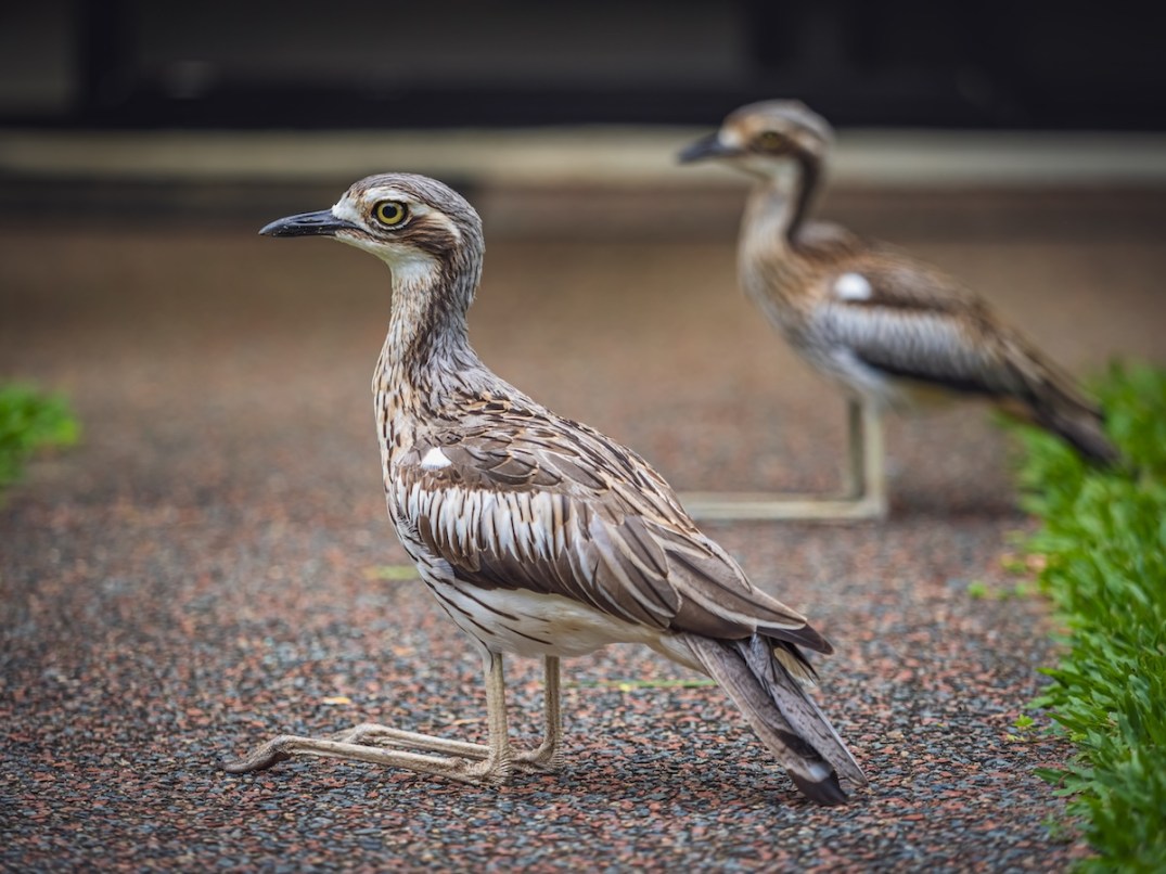 Bush stone-curlew standing on a path in Australia, with a second bird blurred in the background
