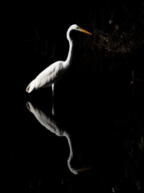 White heron standing still in dark water with reflection, natural light and dark background