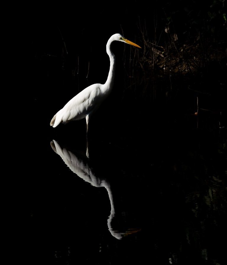 White heron standing still in dark water with reflection, natural light and dark background