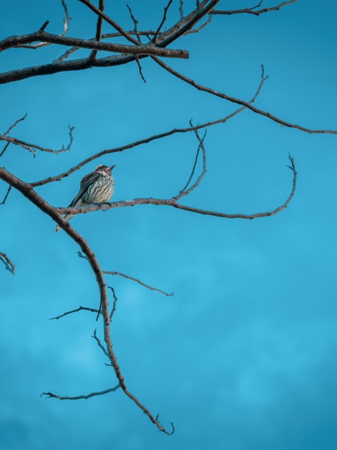 Small bird perched on a bare branch against a blue sky in Freshwater, Cairns