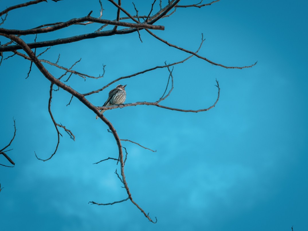 Small bird perched on a bare branch against a blue sky in Freshwater, Cairns